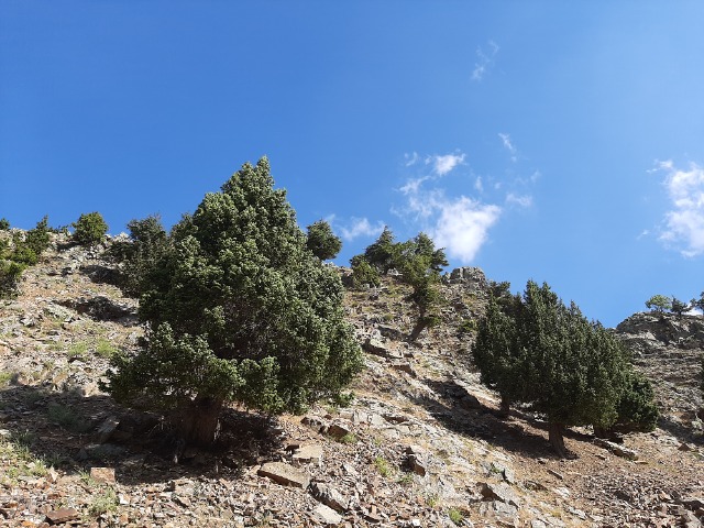 Juniperus drupacea