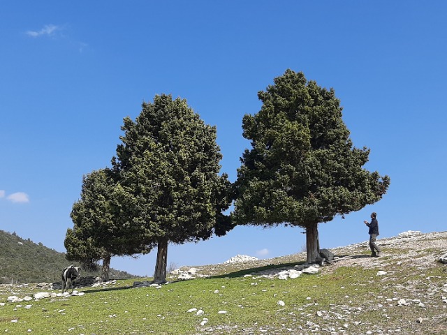 Juniperus drupacea