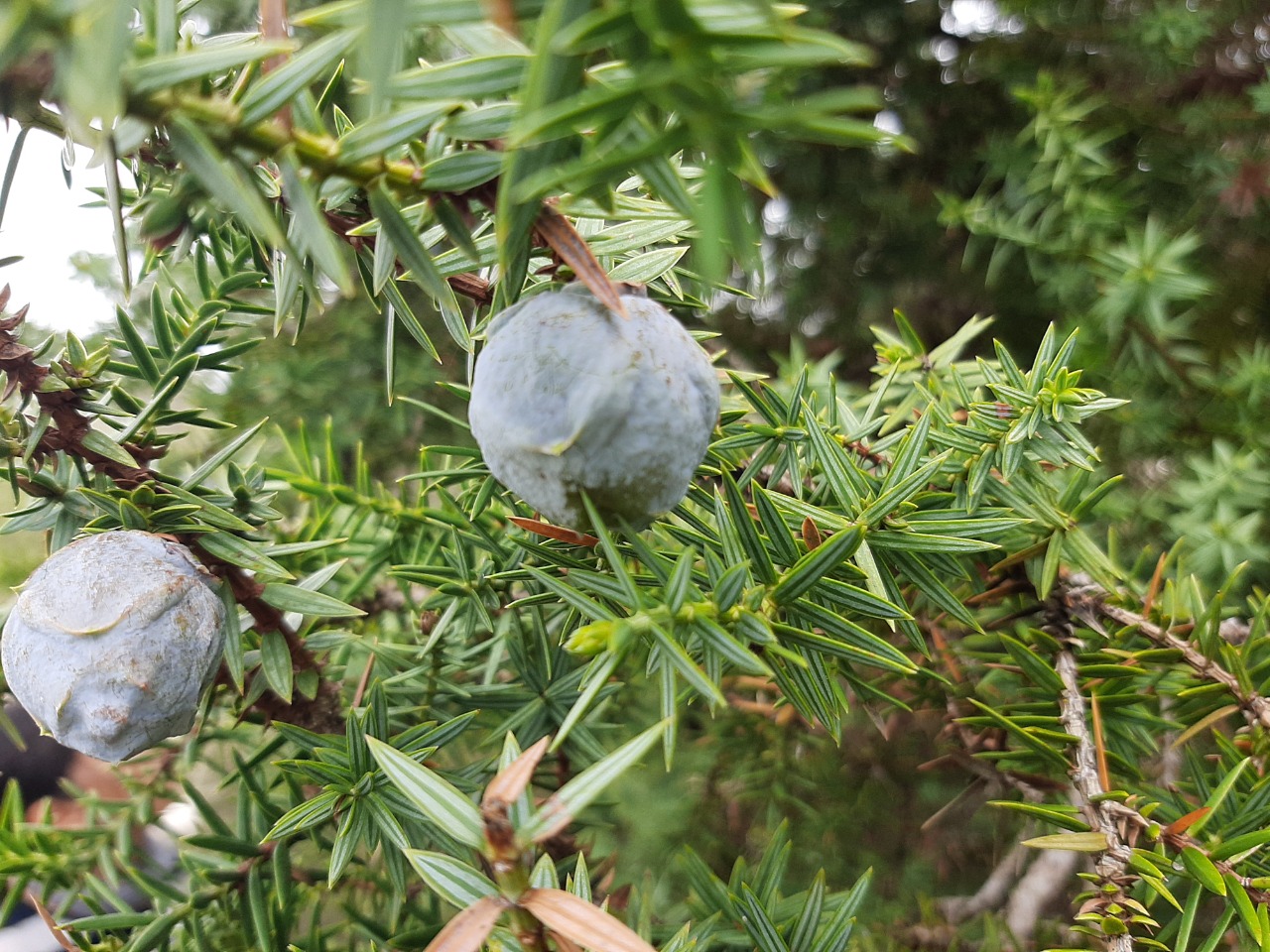 Juniperus drupacea