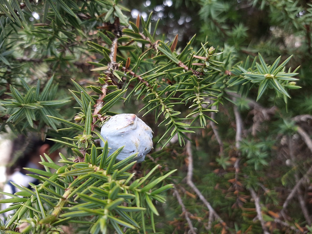 Juniperus drupacea
