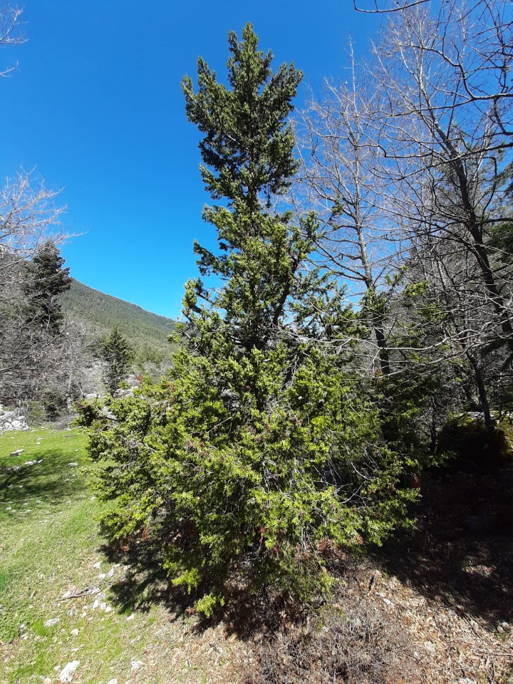 Juniperus drupacea