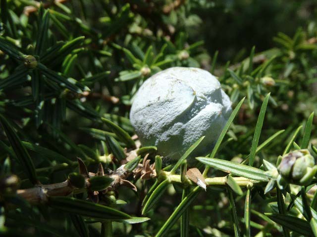 Juniperus drupacea