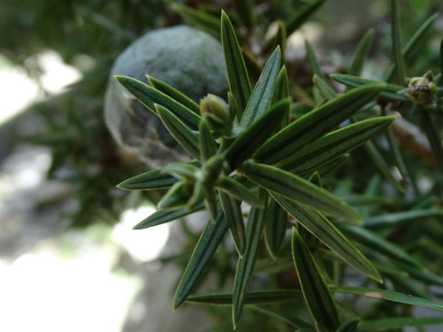 Juniperus drupacea