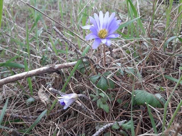 Anemone blanda