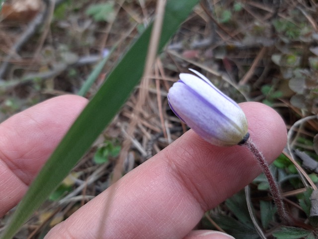 Anemone blanda