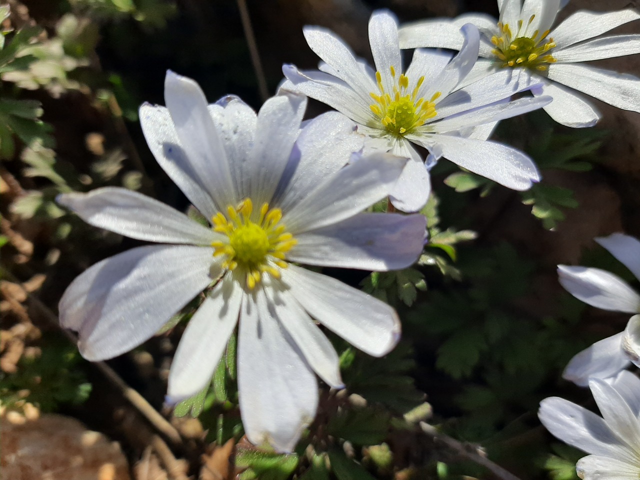 Anemone blanda