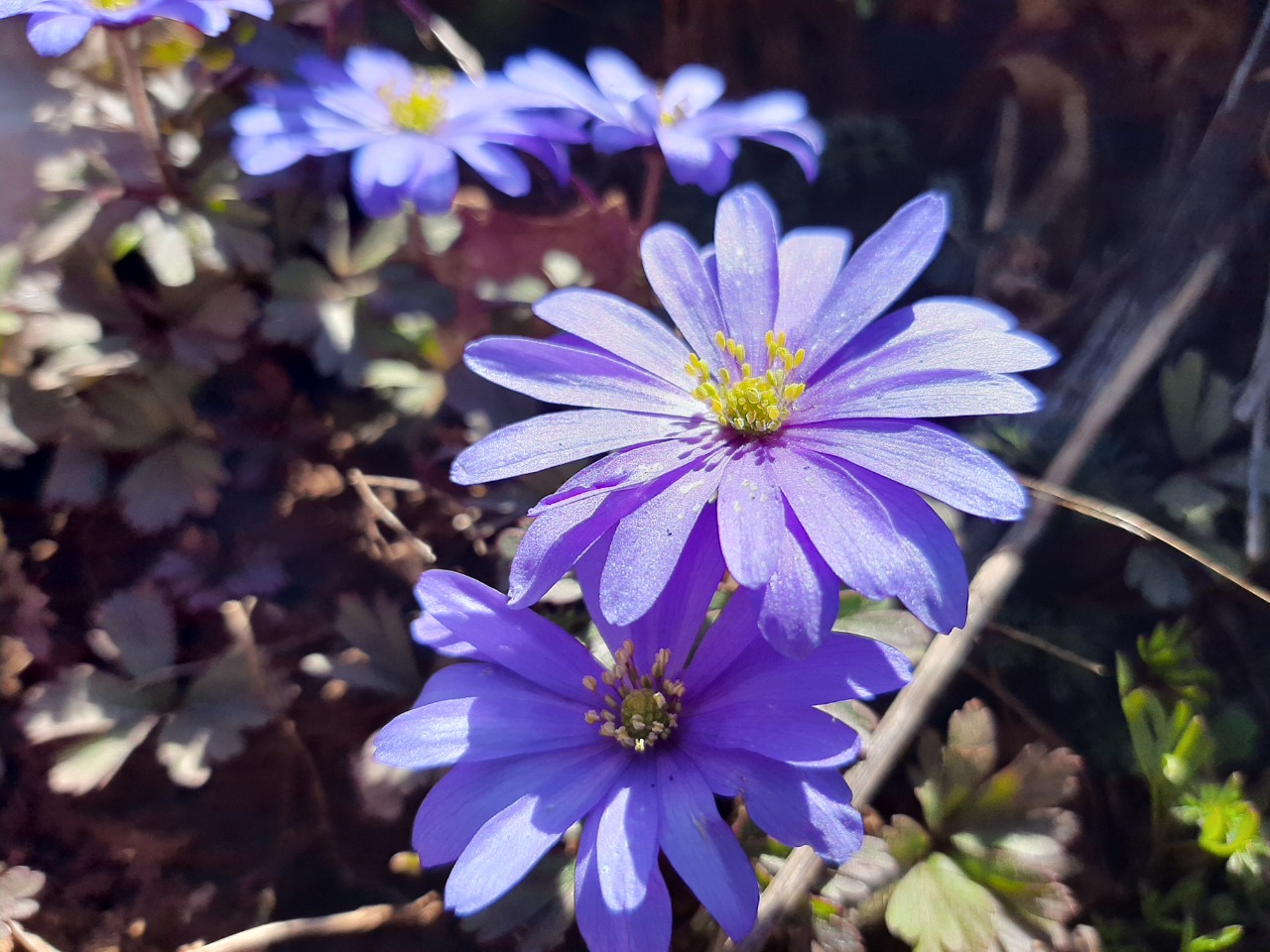 Anemone blanda