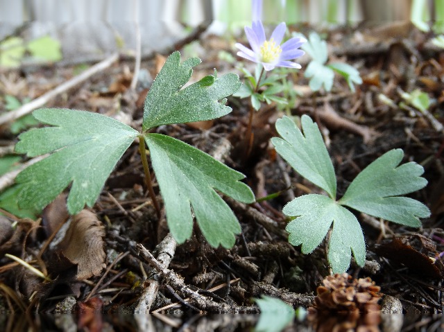 Anemone blanda