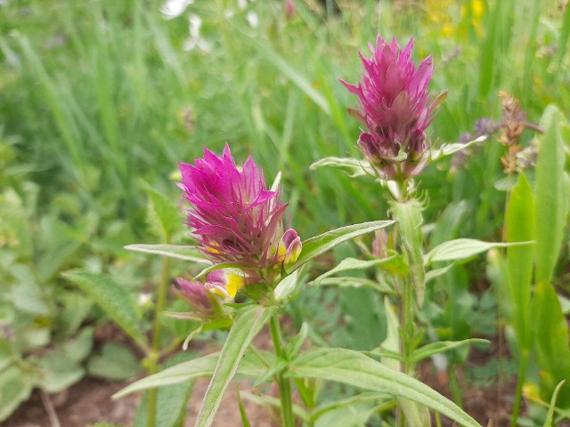 Melampyrum arvense