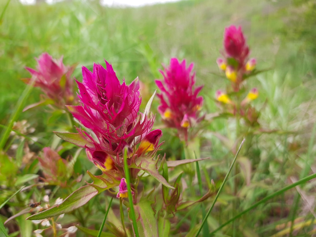Melampyrum arvense