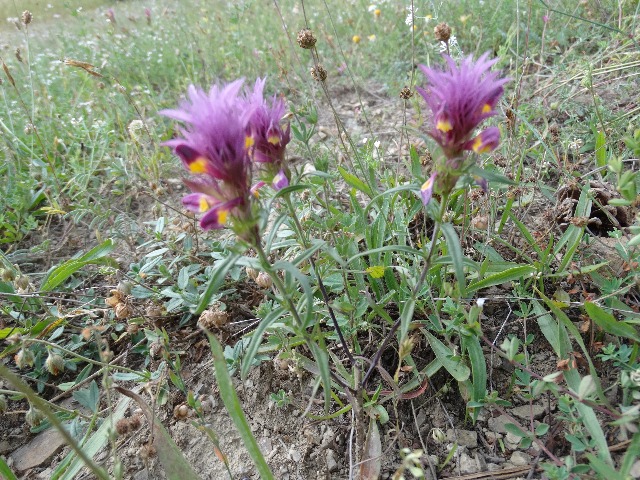 Melampyrum arvense