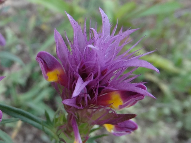 Melampyrum arvense