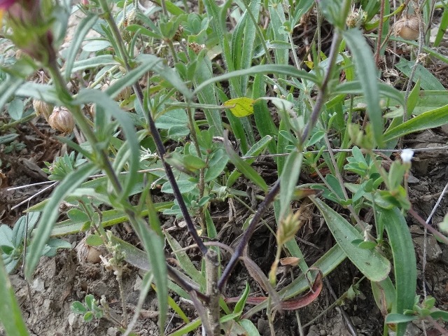 Melampyrum arvense