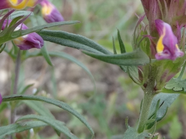 Melampyrum arvense