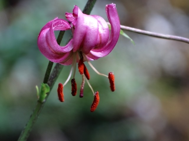 Lilium martagon