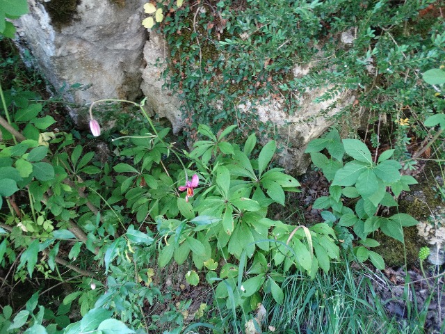 Lilium martagon