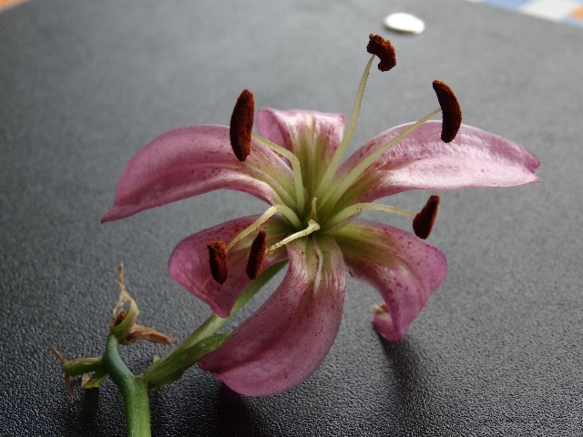 Lilium martagon