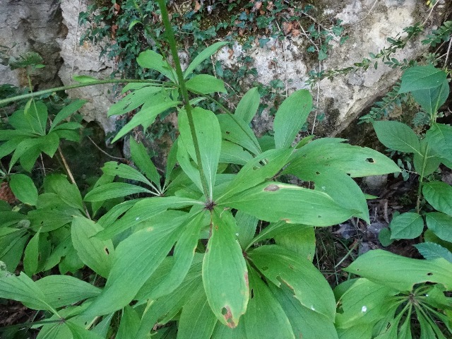 Lilium martagon