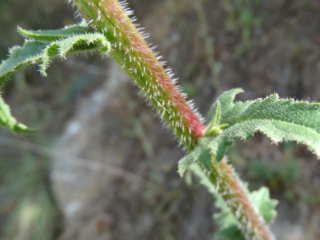 Michauxia campanuloides