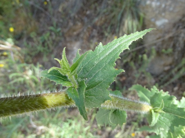 Michauxia campanuloides