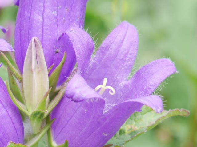 Campanula glomerata