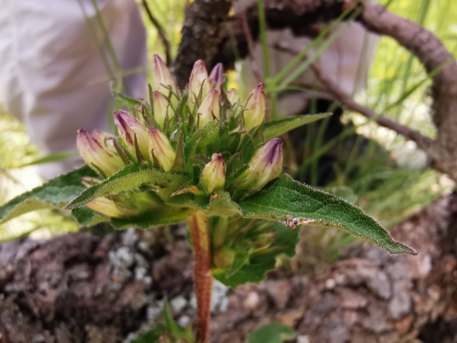Campanula glomerata