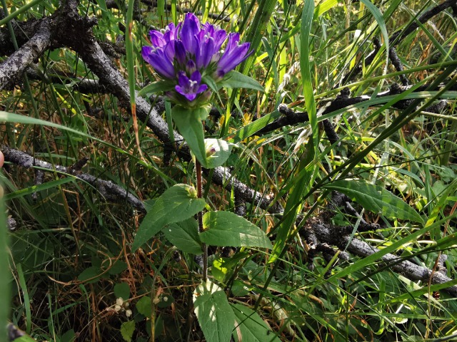 Campanula glomerata