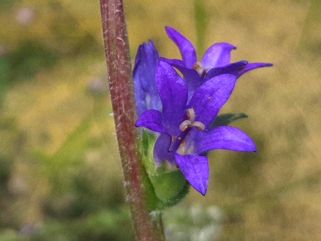 Campanula glomerata