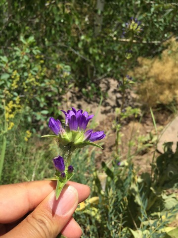 Campanula glomerata