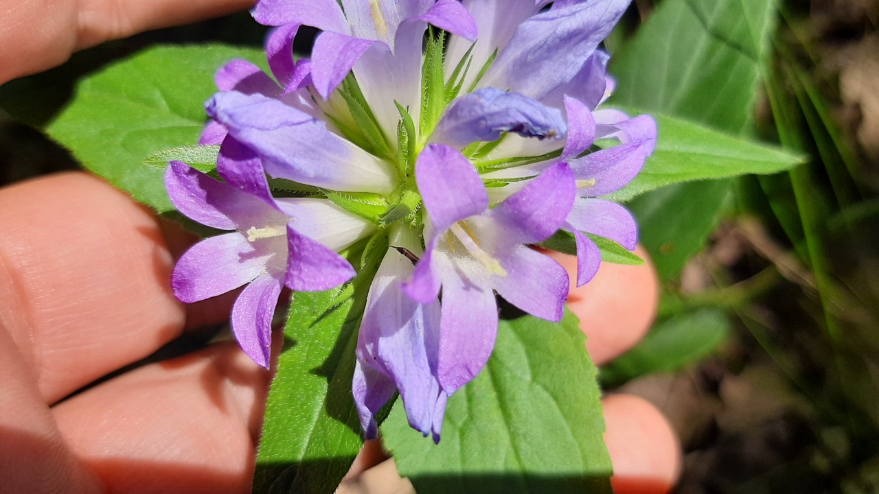 Campanula glomerata