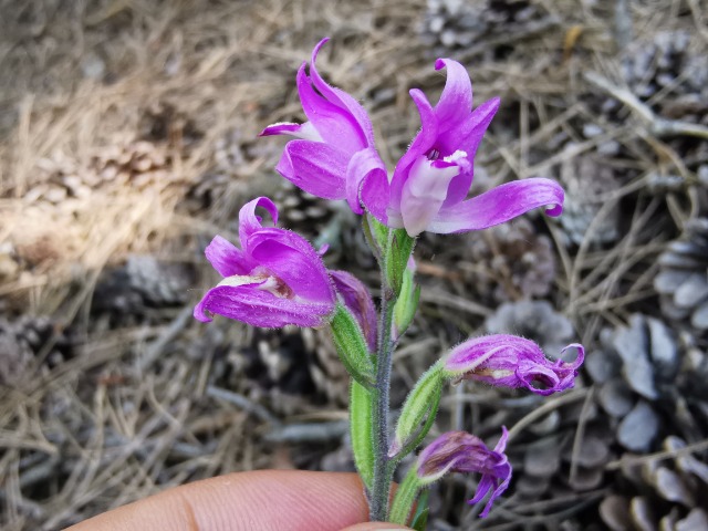 Cephalanthera rubra