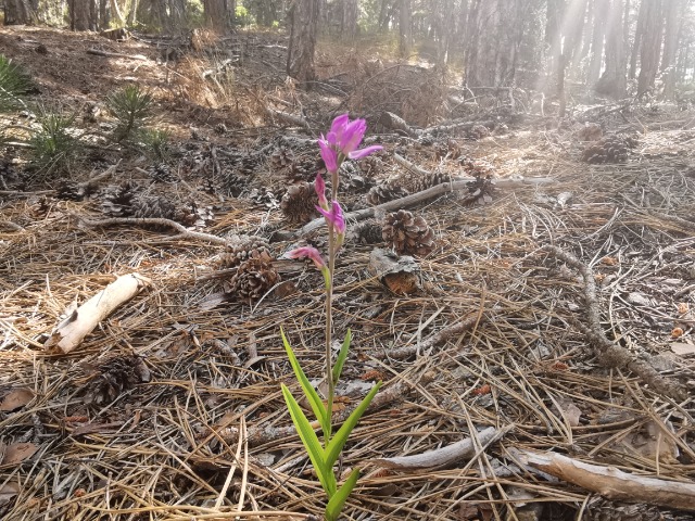 Cephalanthera rubra