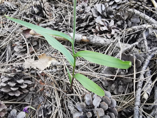 Cephalanthera rubra