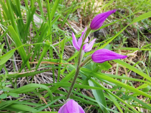 Cephalanthera rubra