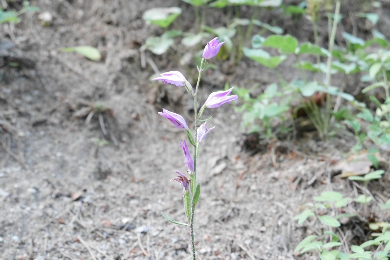 Cephalanthera rubra