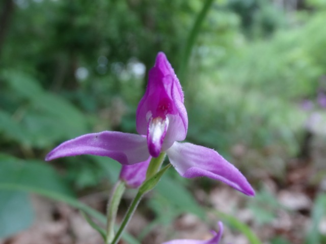 Cephalanthera rubra