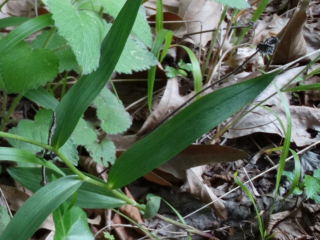 Cephalanthera rubra