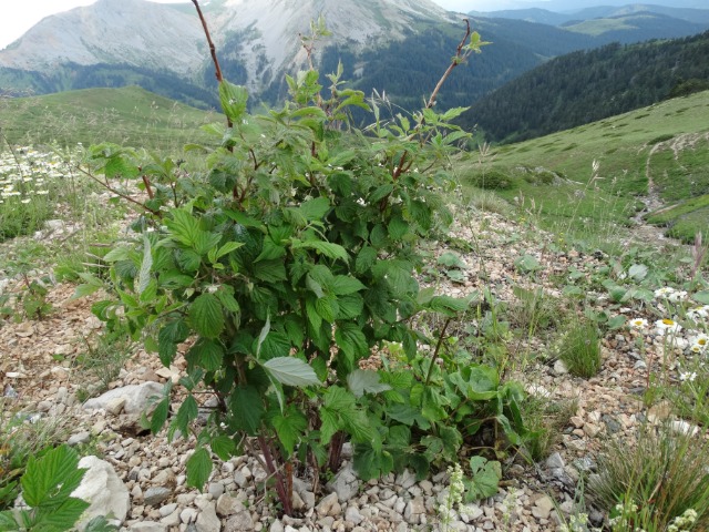 Rubus idaeus