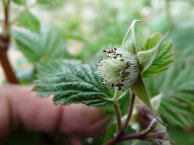 Rubus idaeus