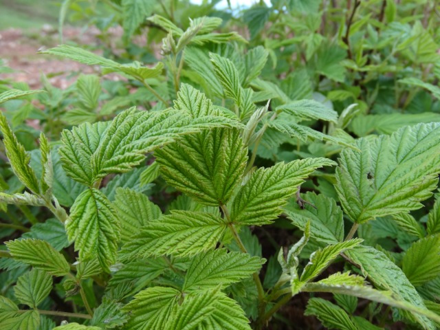 Rubus idaeus