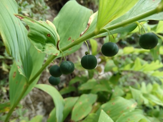 Polygonatum multiflorum