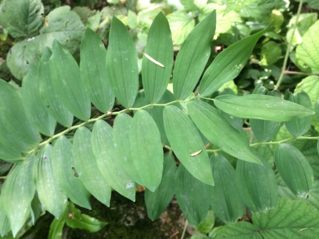 Polygonatum multiflorum