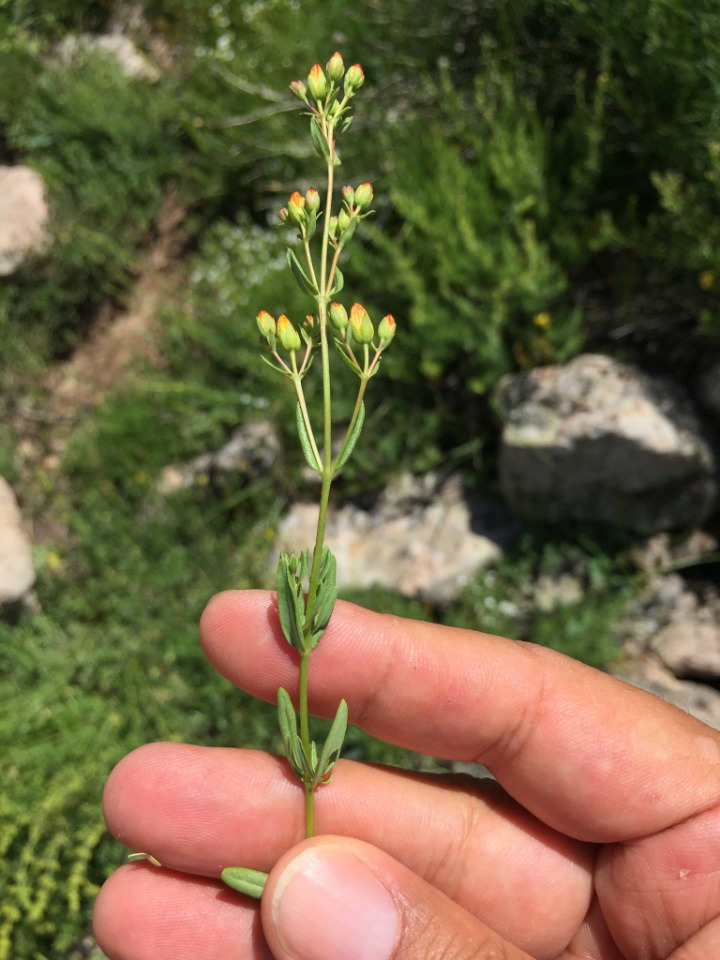 Hypericum linarioides