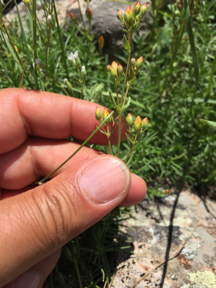 Hypericum linarioides