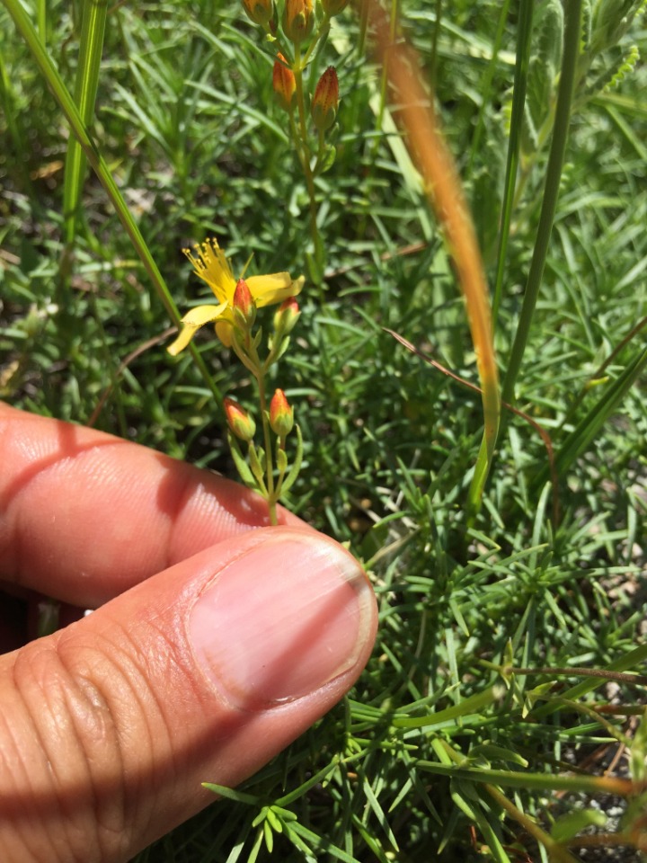 Hypericum linarioides