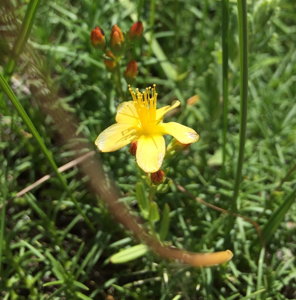 Hypericum linarioides