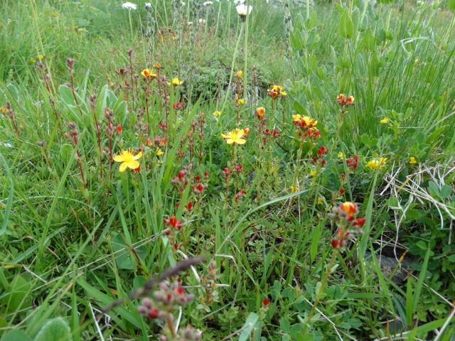 Hypericum linarioides