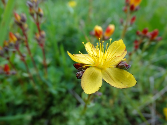 Hypericum linarioides