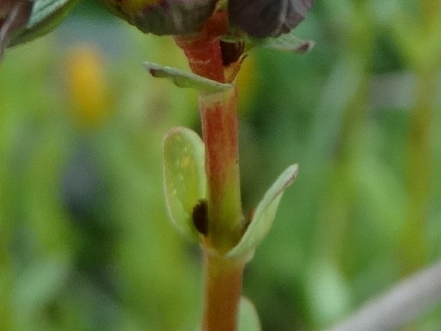 Hypericum linarioides