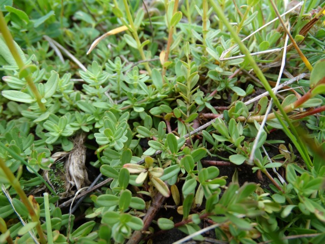 Hypericum linarioides